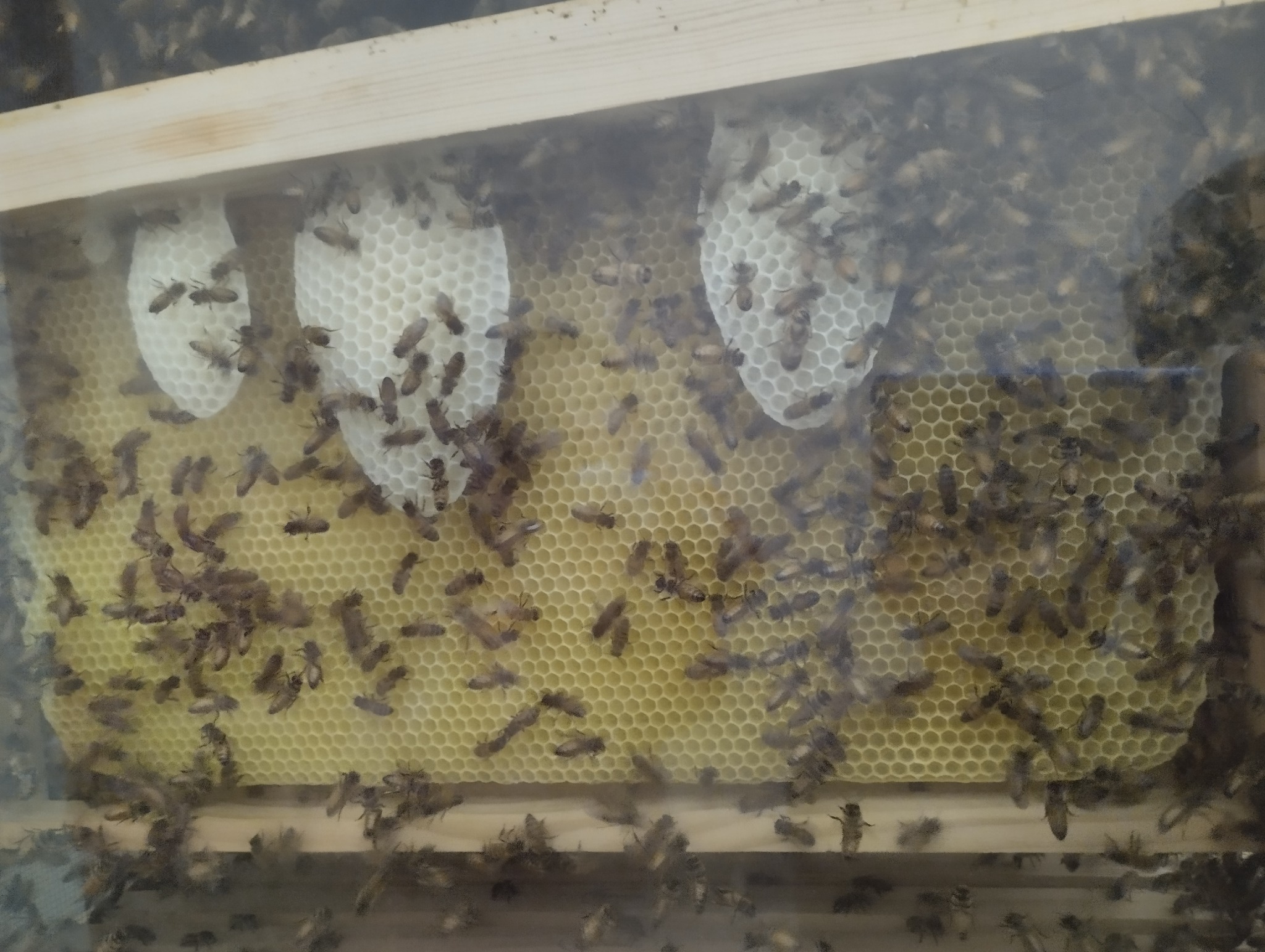 Smart Indoor Beehive interior with bees and honeycomb